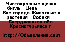 Чистокровные щенки бигль › Цена ­ 15 000 - Все города Животные и растения » Собаки   . Свердловская обл.,Краснотурьинск г.